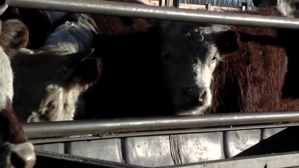 Cattle Feedlot Chubut Argentina Close — Stockvideo