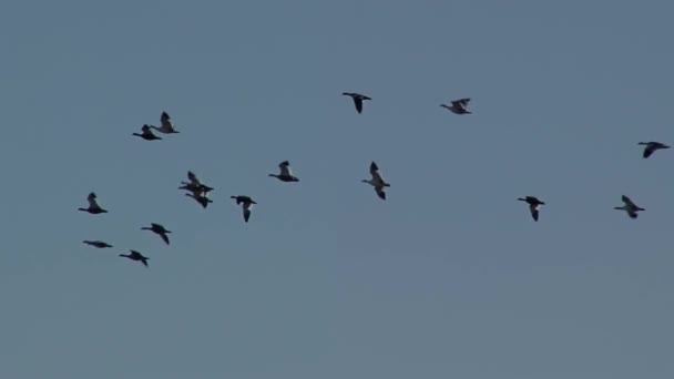 Migrating Flock Birds Flying Blue Sky Migration — Vídeo de Stock