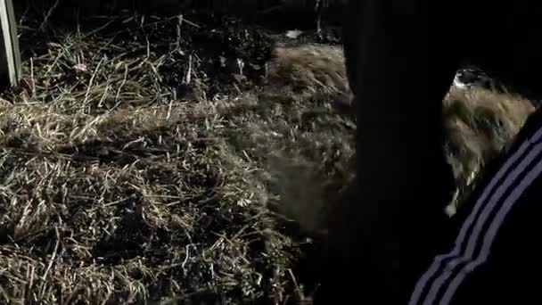 Young Farmer Picking Hay Bales Cowshed Close — Vídeos de Stock