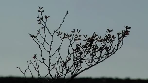 Tree Branches Swaying Wind Sunset Close — Stockvideo