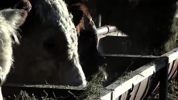Корм Скота Чубуте Аргентина — стоковое видео