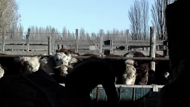 Cows Eating Hay Feedlot Young Man Feeding Cattle Rural Field — Vídeo de Stock