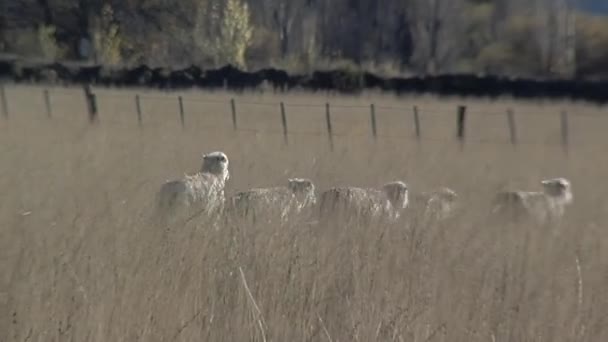 Стадо Овец Ферме Гаймане Провинция Чубут Аргентина — стоковое видео