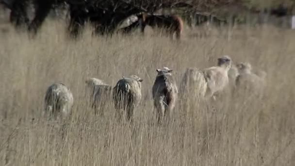 Flock Sheep Farm Gaiman Chubut Province Argentina — Vídeo de Stock