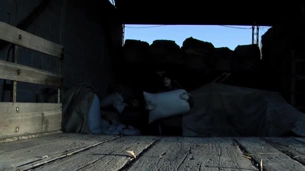 Young Man Φόρτωση Σακίδια Hay Στο Φορτηγό — Αρχείο Βίντεο