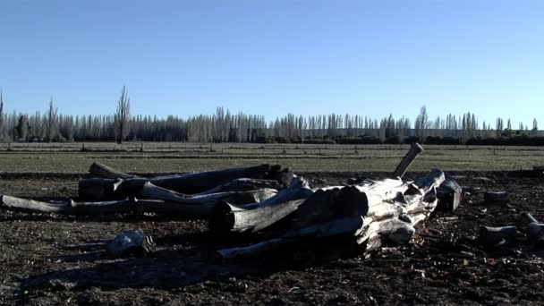 Tree Trunks Logs Rural Field Gaiman Chubut Province Argentina — Wideo stockowe