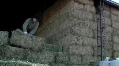 Young Farmer Picking Up Hay Bales in a Cowshed.  