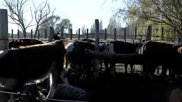 Hereford Cattle Feedlot Pen Gaiman Chubut Province Argentina — Stockvideo