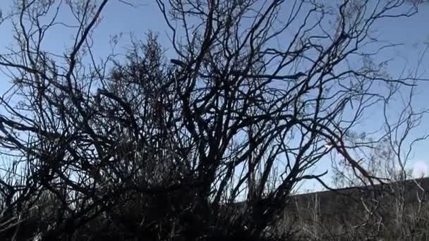 Tree Branches Winter Sunset Close — Stok video