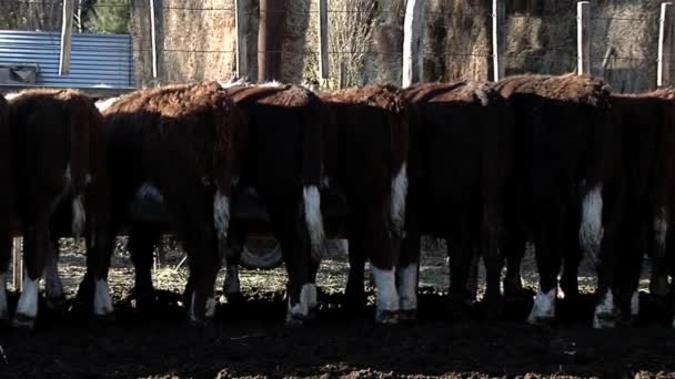 Cows Feedlot Pen Gaiman Chubut Province Argentina — Stock video