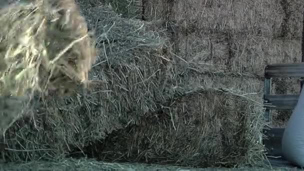 Hands Young Farmer Picking Hay Bales Cowshed Close — Stok video