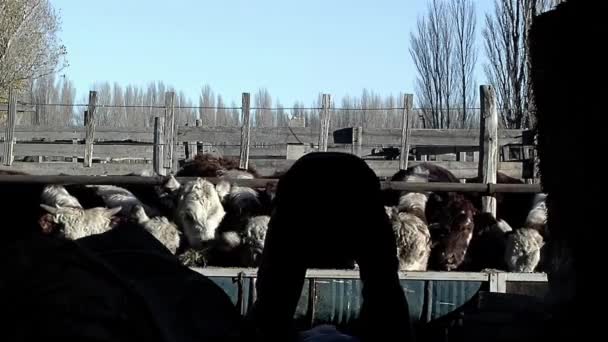 Cows Eating Hay Feedlot Young Man Feeding Cattle Rural Field — Stockvideo