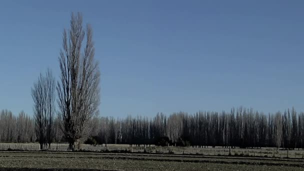 Countryside Field Forest Gaiman Chubut Province Argentina — Wideo stockowe