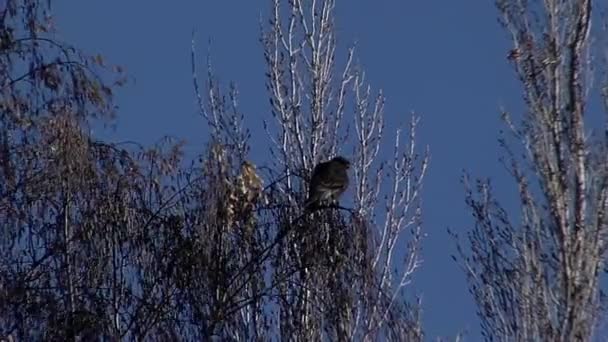 Bird Prey Perched Tree Branches Gaiman Patagonia Argentina Close — Video Stock