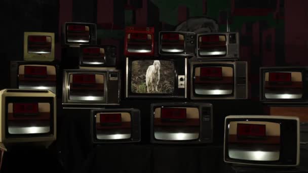 Owce Ekranie Telewizora Retro Pośród Wielu Telewizorów Czerwonym Sygnałem Ekranach — Wideo stockowe