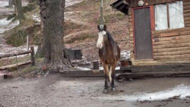 Brown Horse, San Martin de los Andes, Nequen Eyaleti, Patagonya, Arjantin 'deki bir kulübenin kapısına bağlandı. 4K Çözünürlüğü.