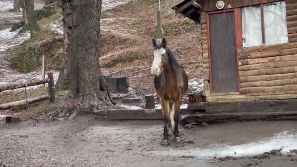 Brown Horse Δεμένο Δίπλα Στην Πόρτα Μιας Καμπίνας Στο San — Αρχείο Βίντεο