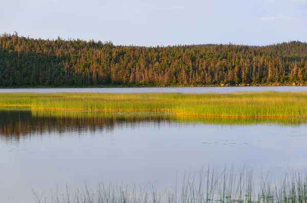 Marshlands in evening light — Stock Photo, Image