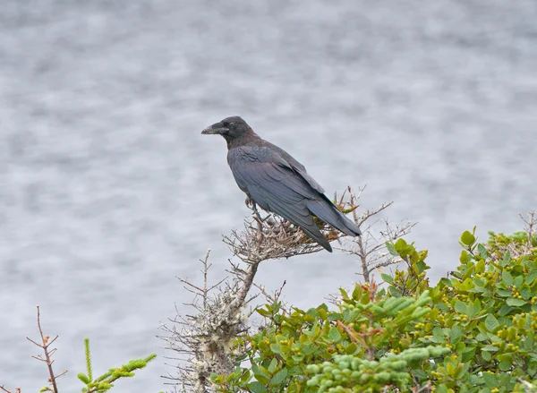 Raven egy part menti fa — Stock Fotó