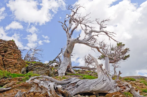Ruzgar ağaçları dağların üflenir — Stok fotoğraf