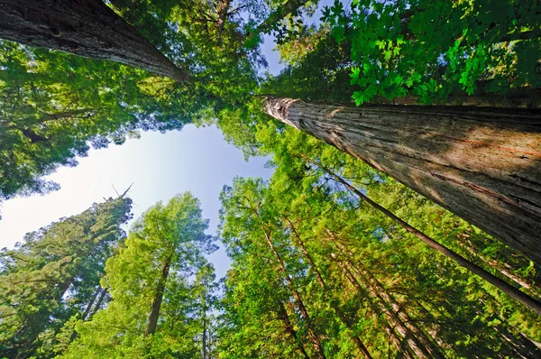 Redwood Ormanı 'na bakıyorum.