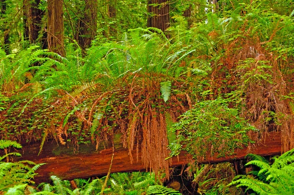 Ferns growing on a dead log — Stock Photo, Image