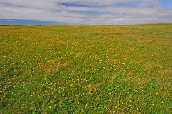 Wildflowers in a Newfoundland Meadow — Stock Photo, Image