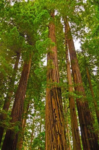 Dev ağaçları orman