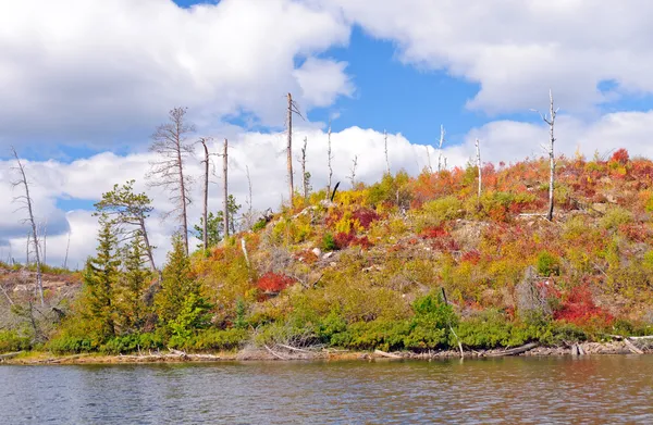 Fall colors after the fire — Stock Photo, Image