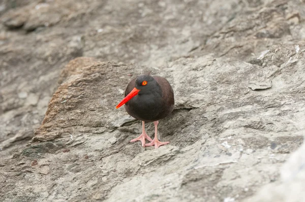 Pássaro costeiro em rocha nua — Fotografia de Stock