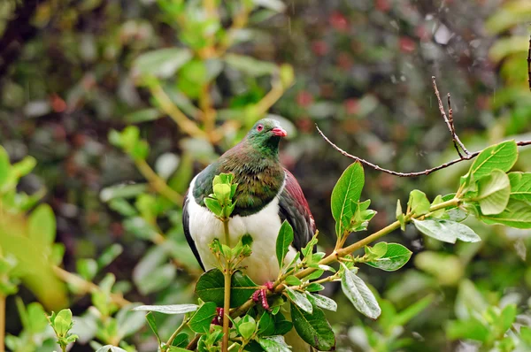Wild Bird in Forest Habitat — Stock Photo, Image
