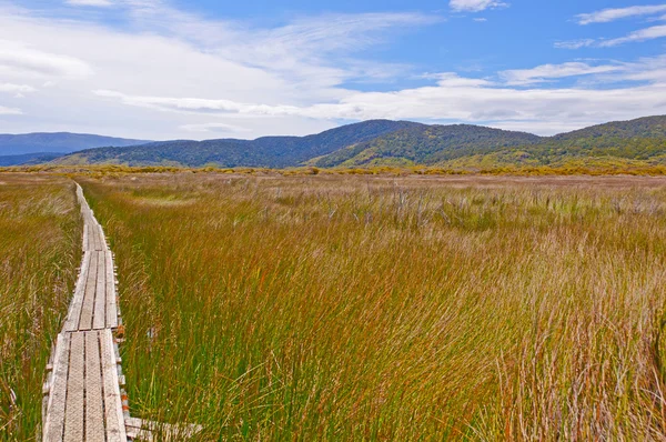 Trail through a natural Wetland — Stock Photo, Image