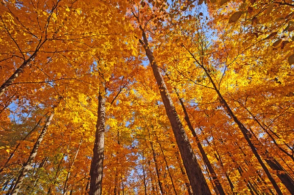 Herbstfarben im Schatten des Waldes — Stockfoto