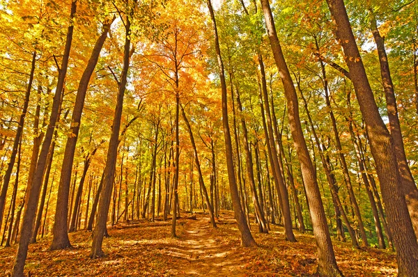 Sentier dans les couleurs de la forêt d'automne — Photo