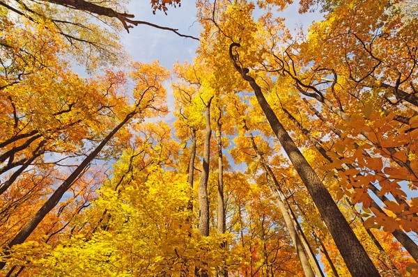 Waldriesen im Herbstlaub — Stockfoto