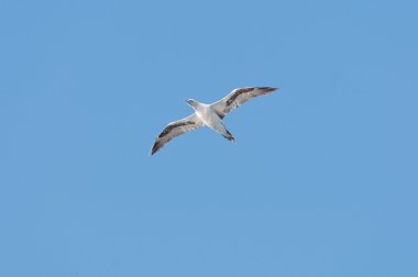 mavi gökyüzünde süzülen seabird