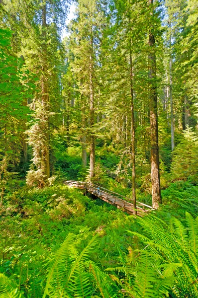 Путешественник и мостик, ослепленный лесом Редвуда — стоковое фото