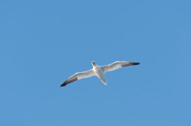 okyanus mücadelede Seabird