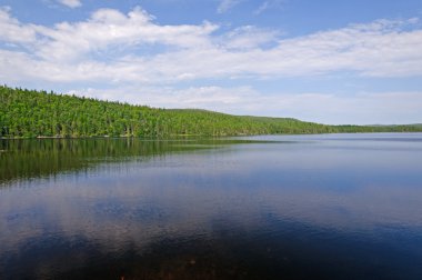 vahşi doğa göl bir yaz gününde