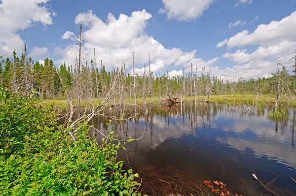 Bog lake in de wildernis — Stockfoto