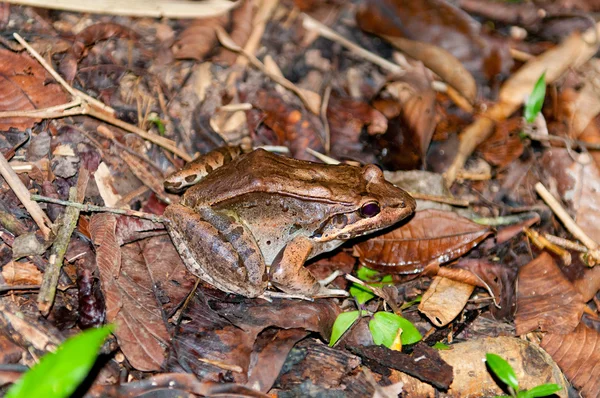 Жаба в тропічному лісі підлоги — стокове фото
