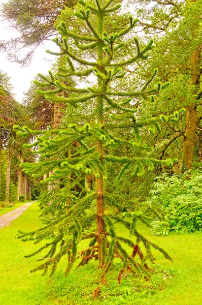 Unik pine tree i formell trädgård — Stockfoto