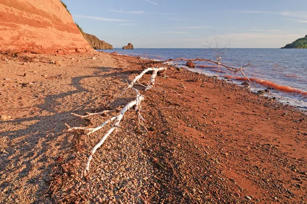 Weiße Baumstämme am roten Strand bei Sonnenuntergang — Stockfoto