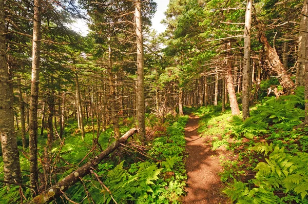 Trilha através de uma floresta costeira — Fotografia de Stock