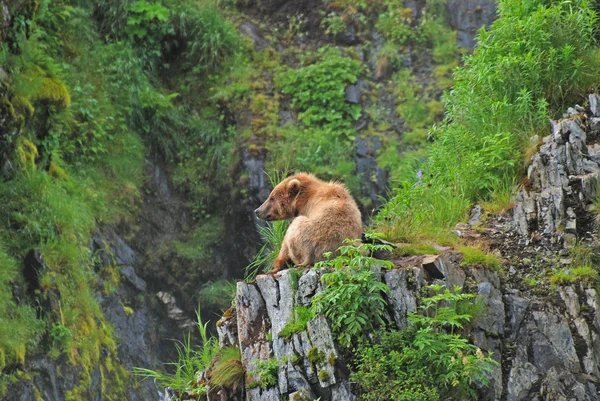 Pihenő a vadonban a fiatal medve — Stock Fotó