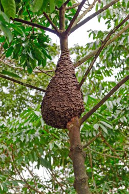 Termite Nest in the Rain forest Canopy clipart
