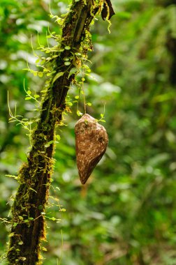 Chrysalis bir yağmur ormanı ağaç