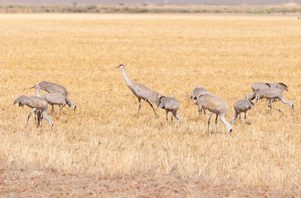 サンドヒル クレーンは穀物畑に餌をやる — ストック写真