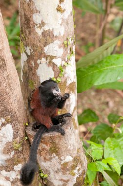 Tamarin Feeding in a Rain Forest Tree clipart