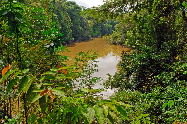 Rozvodněné řeky při vysoké vodě v Amazonii — Stock fotografie